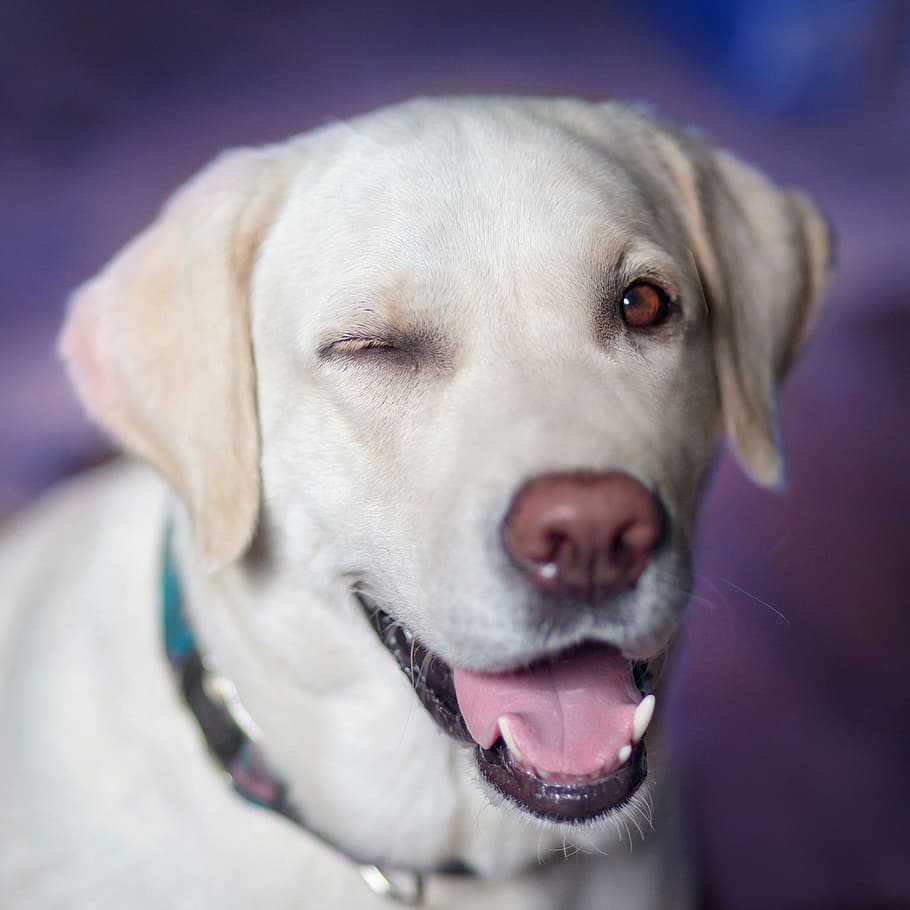 short-coated white dog, labrador, jolly, winks, view, closeup, HD wallpaper
