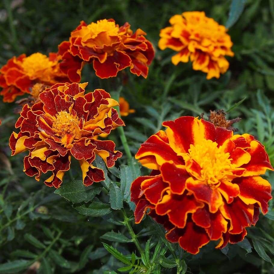 Macro, Flowers, Skunk, Nature, Plant, marigold, garden, blooms HD wallpaper
