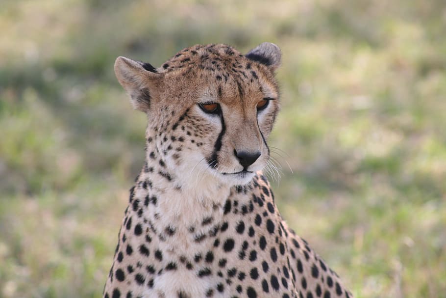 1920x1080px | free download | HD wallpaper: Cheetah, African Animal ...