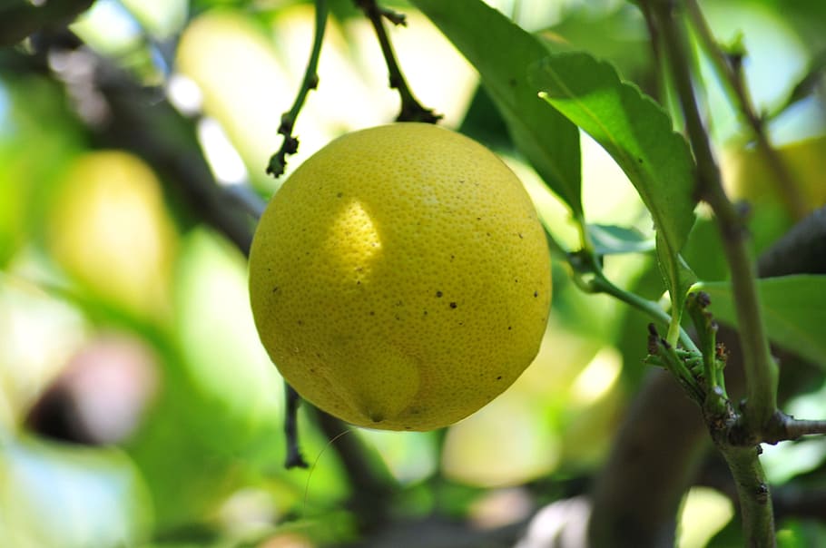 lemon, tree, fruit, organic, garden, ripe, fresh, green, nature HD wallpaper