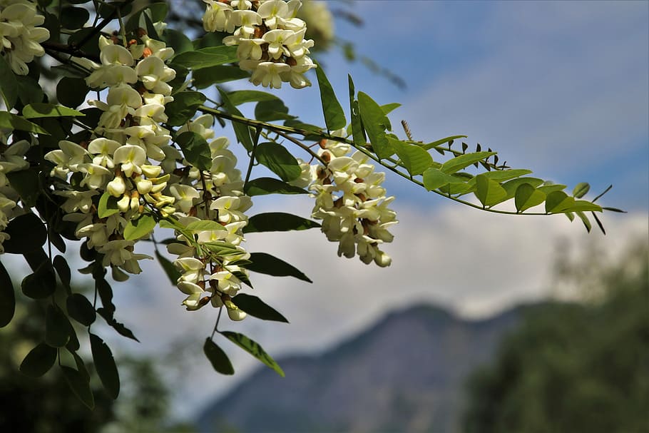 acacia, tree, foliage, green, nature, spring, blooming tree HD wallpaper