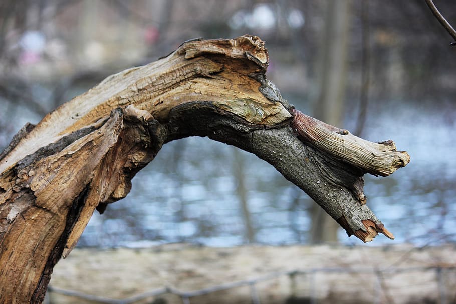 nature, wood, tree, focus on foreground, wood - material, no people HD wallpaper
