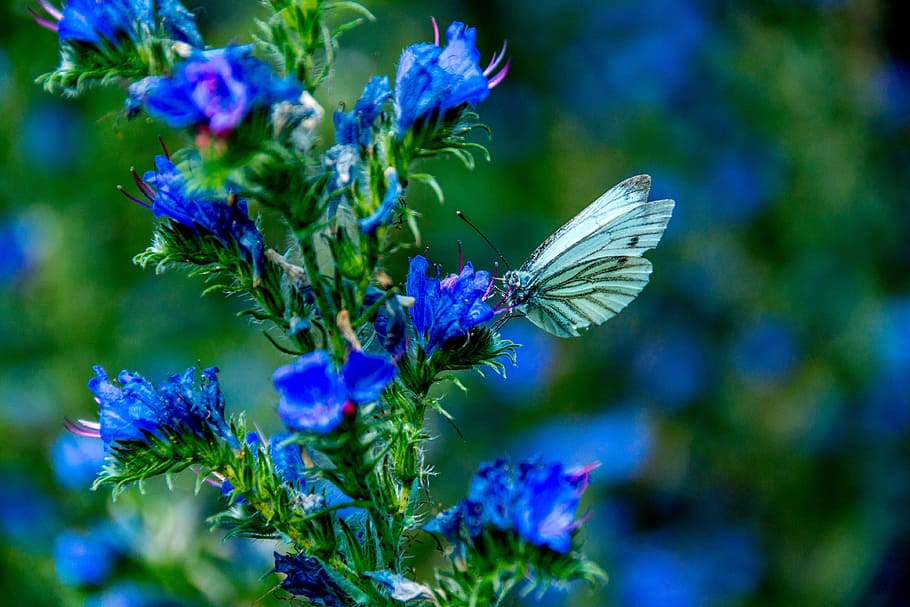 gray butterfly perching on blue petaled flowers selective focus photography