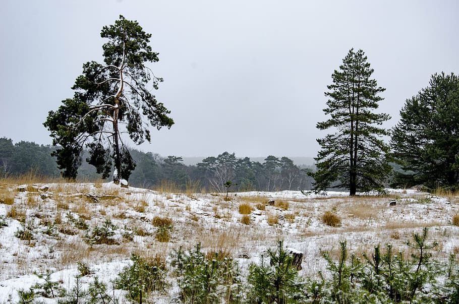 snow, heide, trees, landscape, nature, winter landscape, holland HD wallpaper