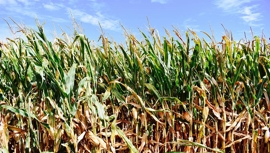 corn, fall, autumn, food, harvest, pumpkin, thanksgiving, vegetable HD wallpaper