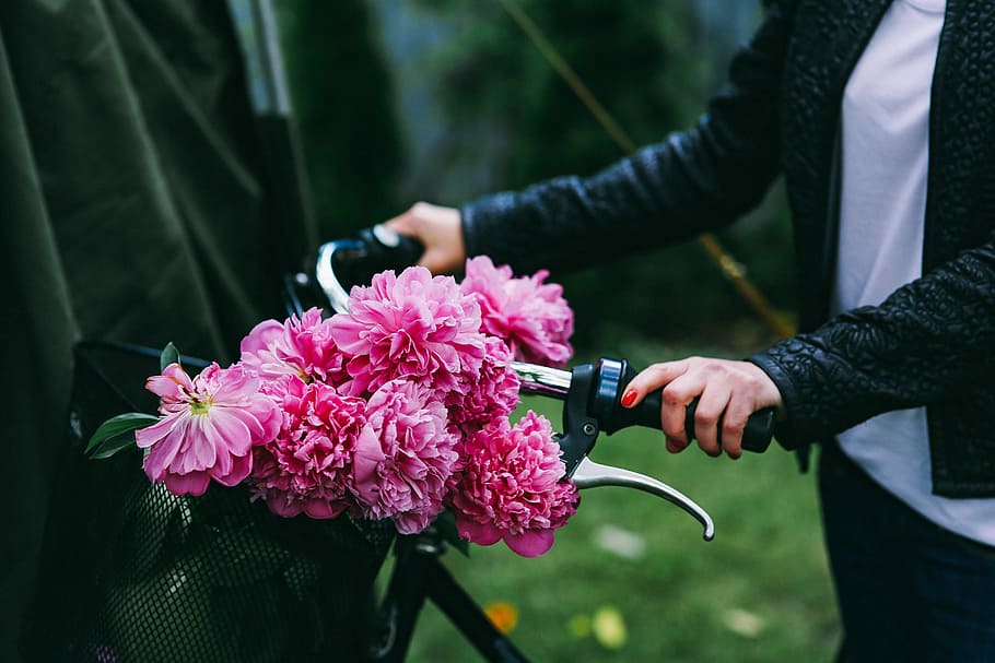 Woman holding a bicycle with beautiful pink flowers in the basket, HD wallpaper
