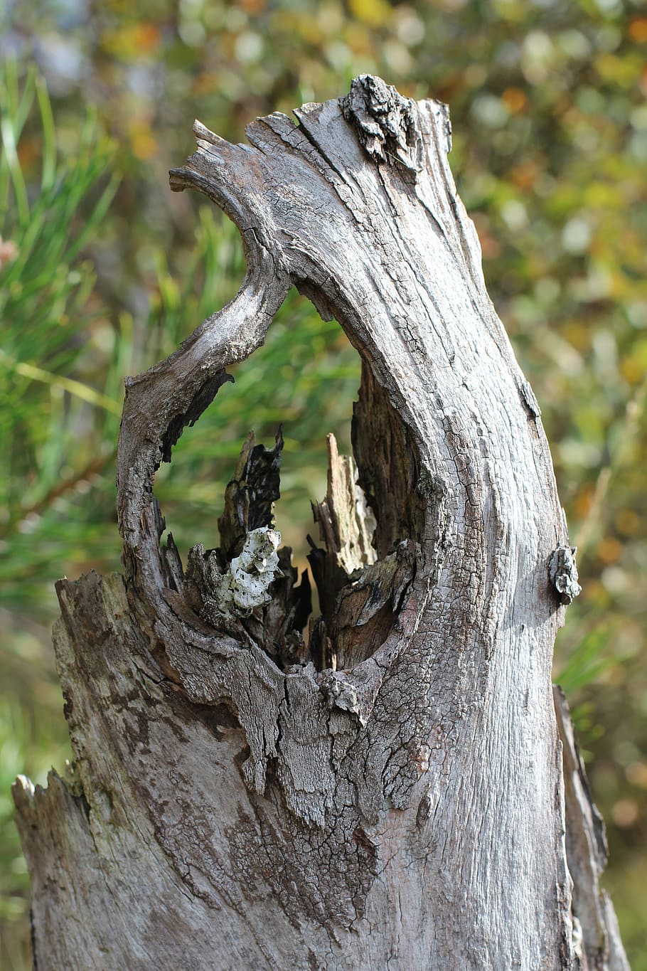log, tree stump, rest, hole, forest, nature, tree Trunk, bark HD wallpaper