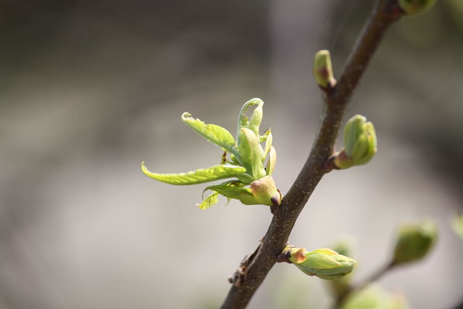 Spring, Life Force, bud, nature, plant, branch, tree, springtime HD wallpaper