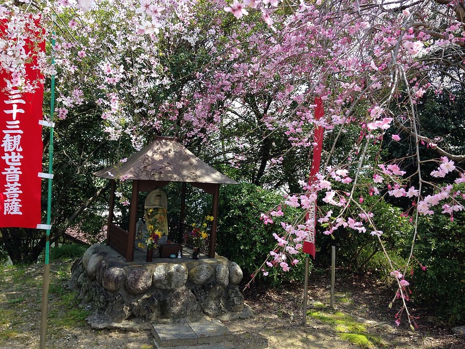 spring, cherry, flowers, japan, guardian deity of children HD wallpaper