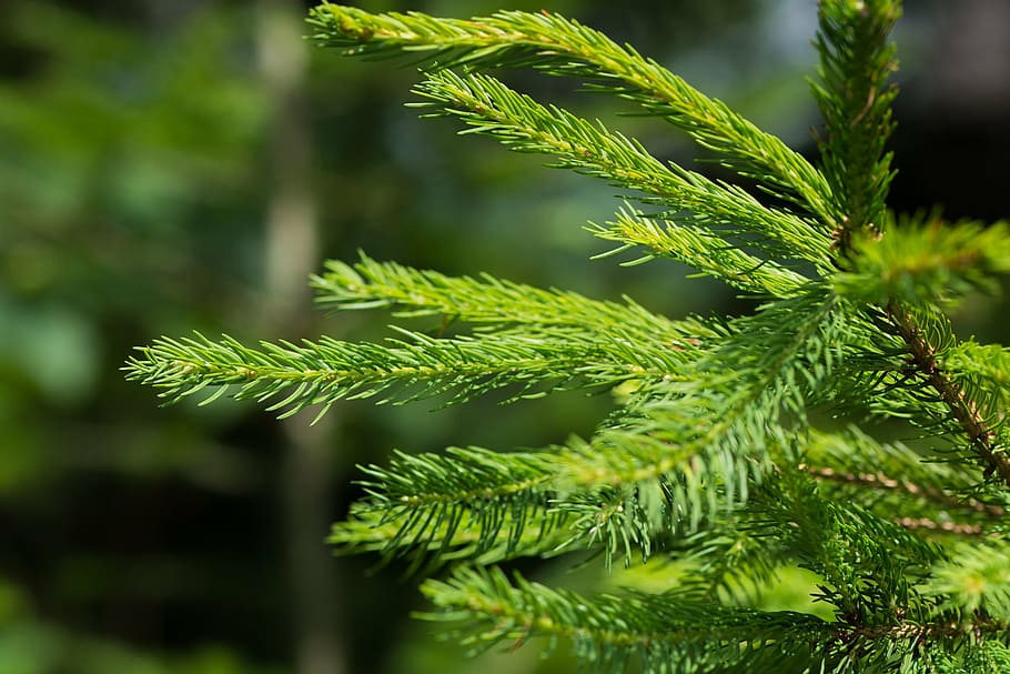 conifer, branch, needles, green, nature, plant, forest, close HD wallpaper