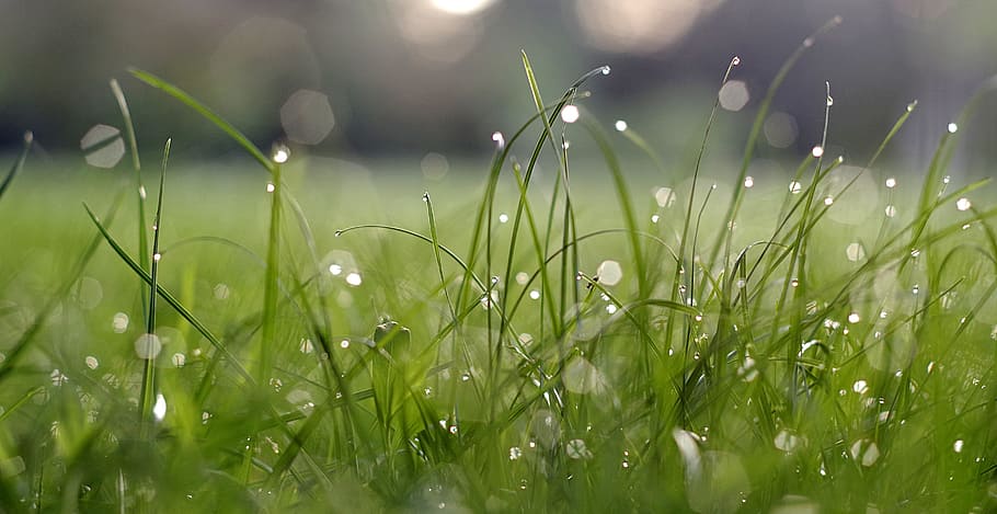 green grass macro photography, Bliki, Drops, Morning, rosa, meadow, HD wallpaper