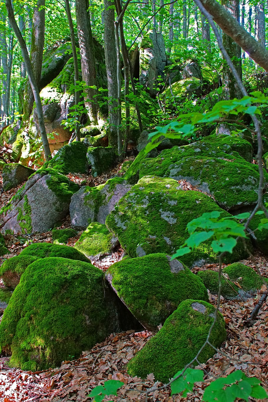 forest, pierre, nature, trees, foam, green, wood, vegetation HD wallpaper