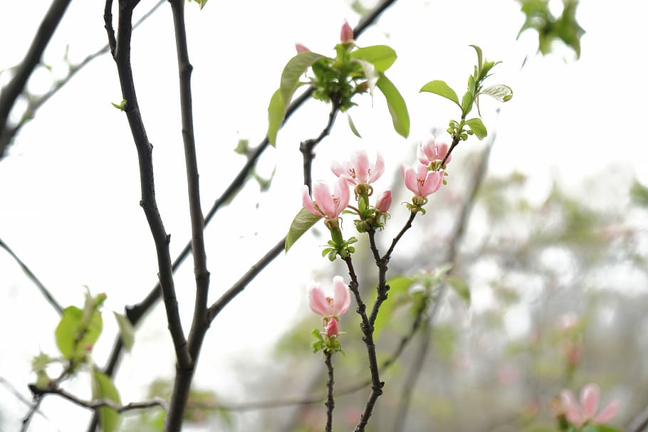 Flower, Plant, Spring, blossom, freshness, pink color, fragility HD wallpaper