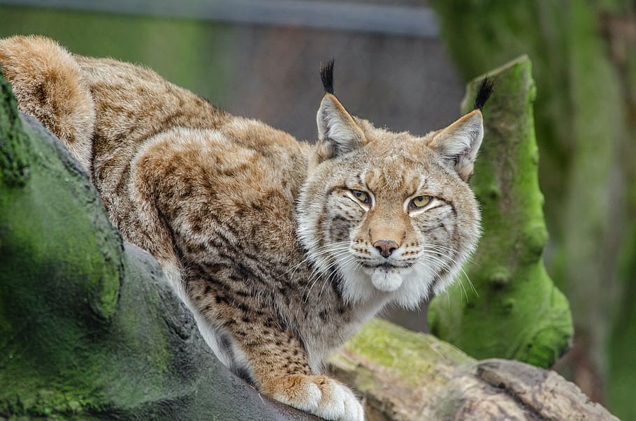 selective focus photography of brown lynx lying on brown surface, HD wallpaper