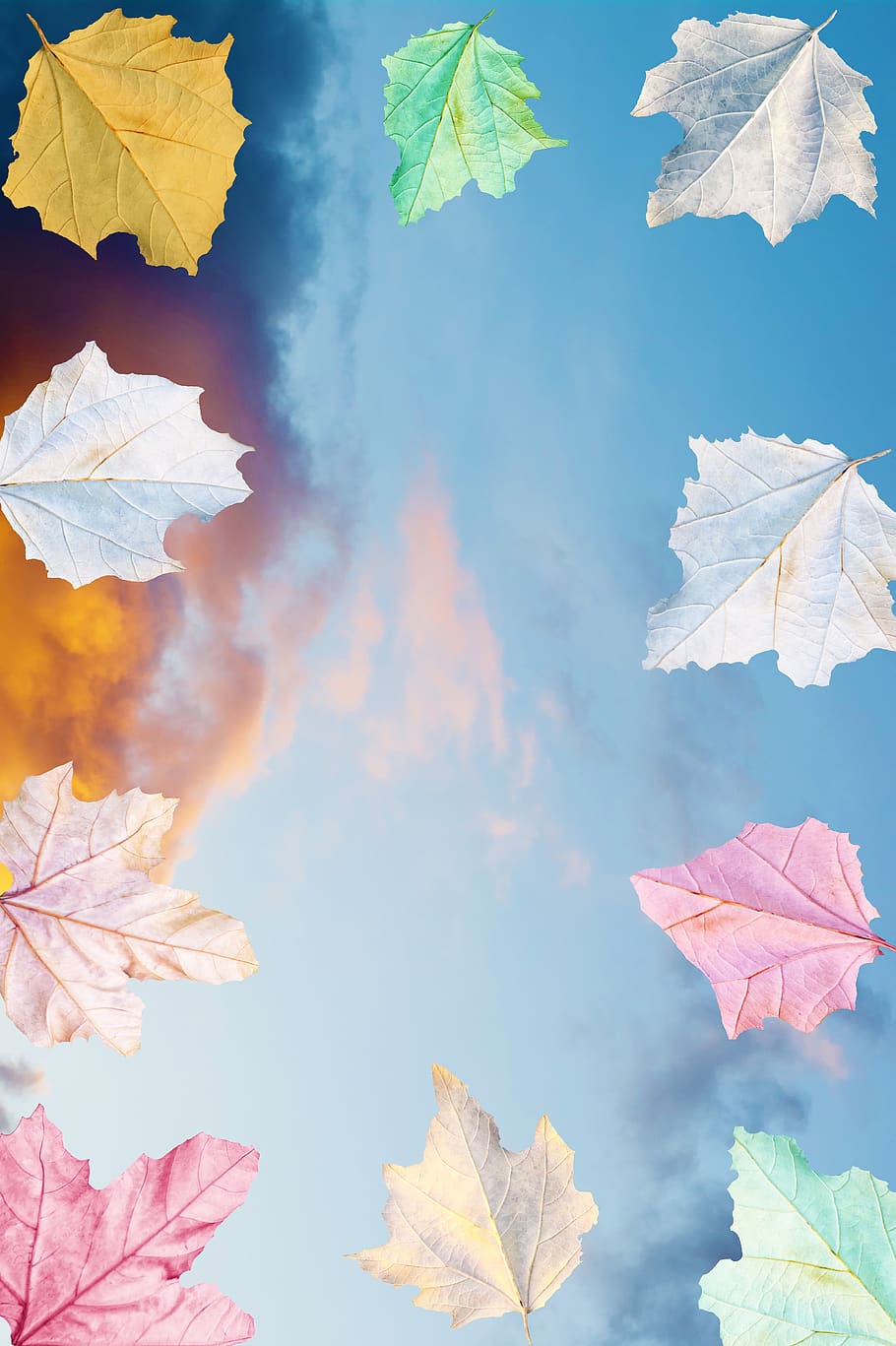 autumn, frame, sky, plant part, leaf, change, nature, no people HD wallpaper