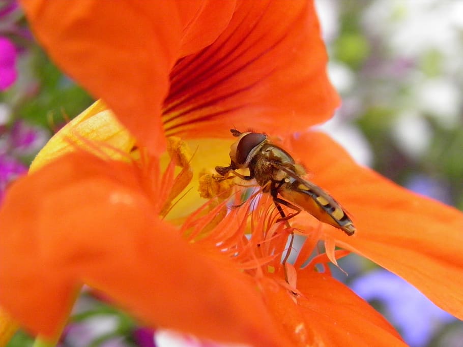 bug, nature, insect, fly, plant, summer, wildlife, garden, hoverfly HD wallpaper