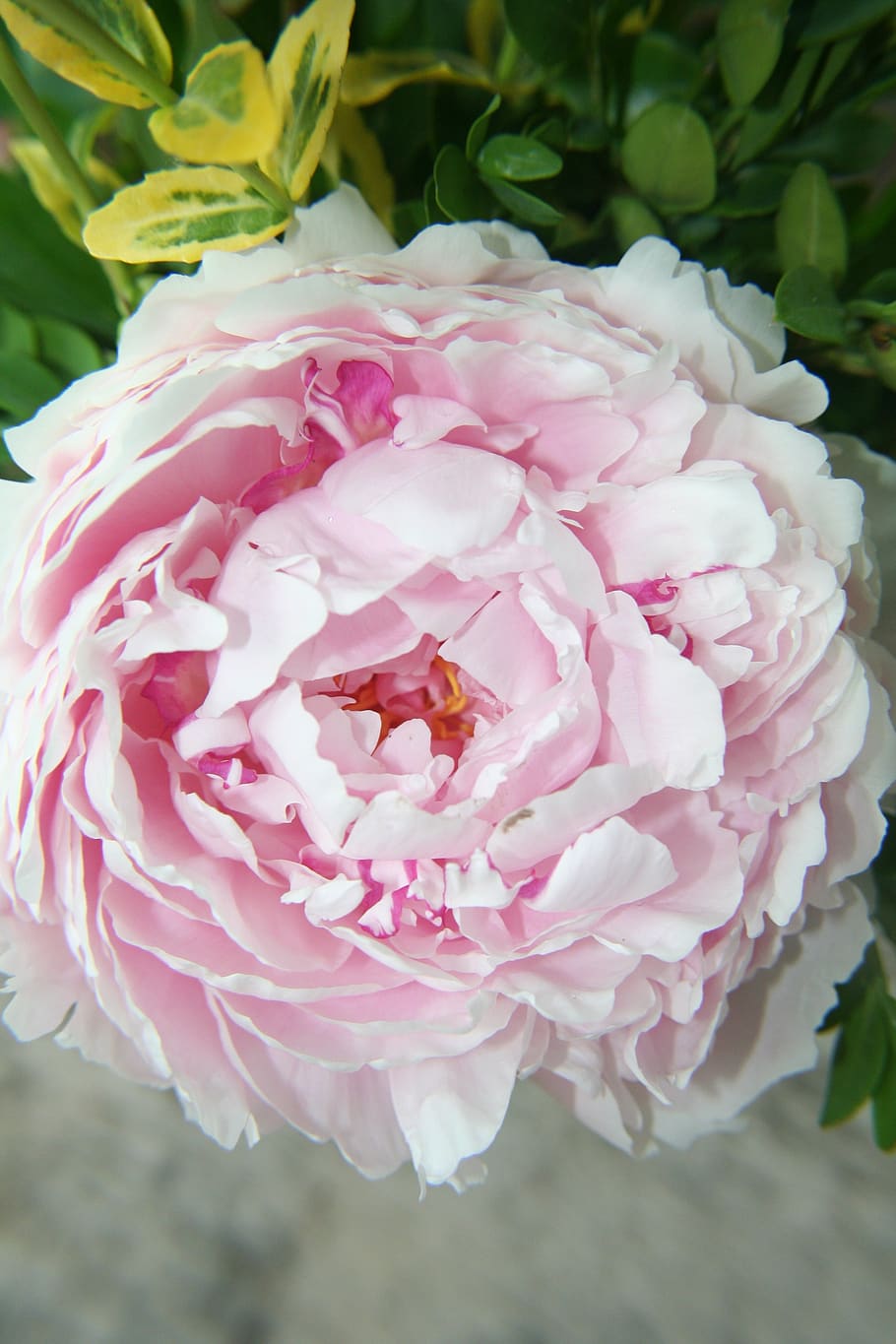 flower, peony, pink, close-up, garden, scented, pretty, perennial, HD wallp...