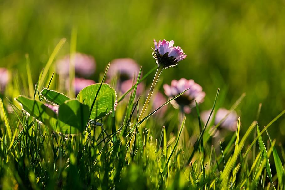 purple flowers, daisy, back light, light reflections, sun, sunset HD wallpaper