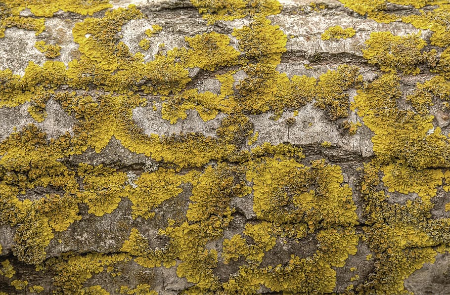 green grass field, tree, moss, yellow moss, nature, natural HD wallpaper