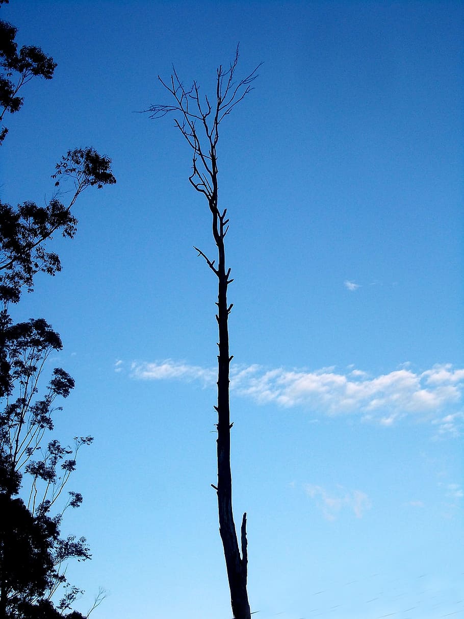 Tree, Single, Sky, Sky, Blue, Old, old tree, dead, day, outdoors HD wallpaper