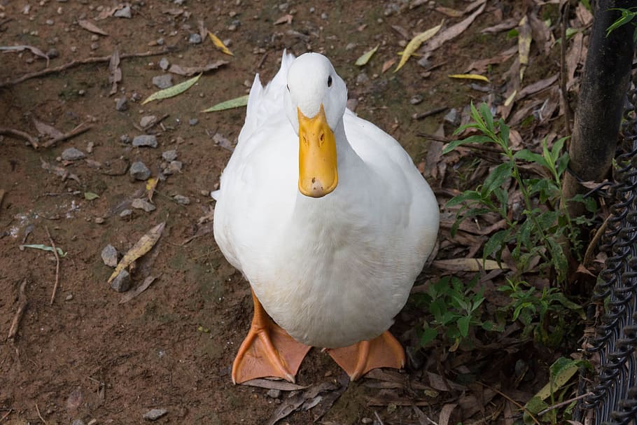 duck, bird, white, feathers, beak, animal themes, vertebrate HD wallpaper