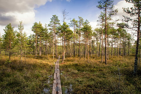 footpath, forest, swamp, nature, landscape, green, natural HD wallpaper