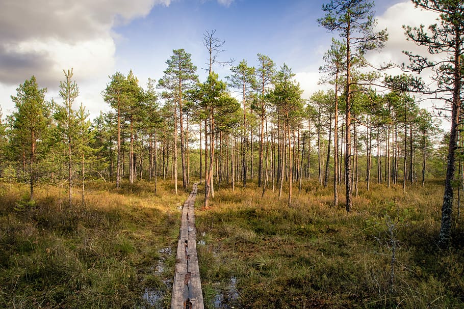 footpath, forest, swamp, nature, landscape, green, natural HD wallpaper