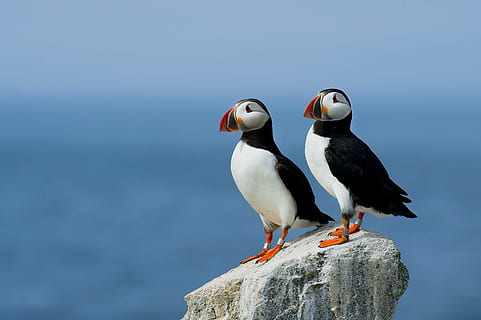 Atlantic Puffin Pair, untitled, two, birds, rock, animal, nature HD wallpaper