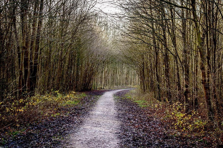 pathway between bare trees at daytime, forest, road, hiking HD wallpaper