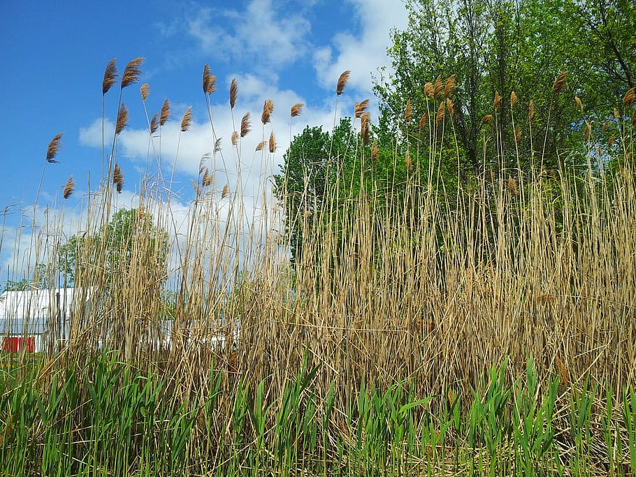 trees, grass, corn grass, tall grass, sky, blue, green, nature HD wallpaper