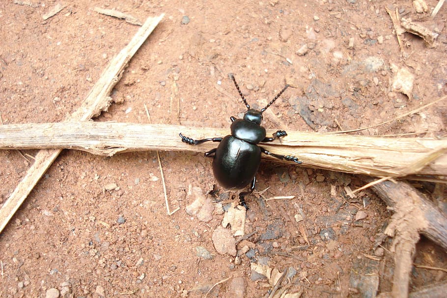 Insect, Soil, Nature, Bug, Brand, Wood, environment, macro HD wallpaper