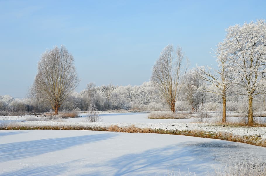 winter, frost, ponds, trees, snow, cold temperature, sky, plant HD wallpaper