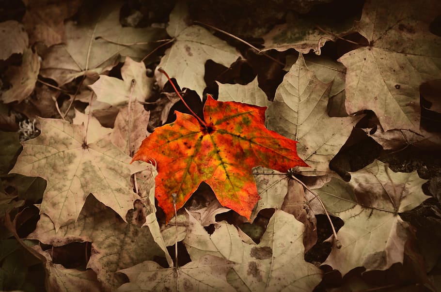 Sheet, Macro, autumn, leaf, change, red, no people, maple leaf HD wallpaper