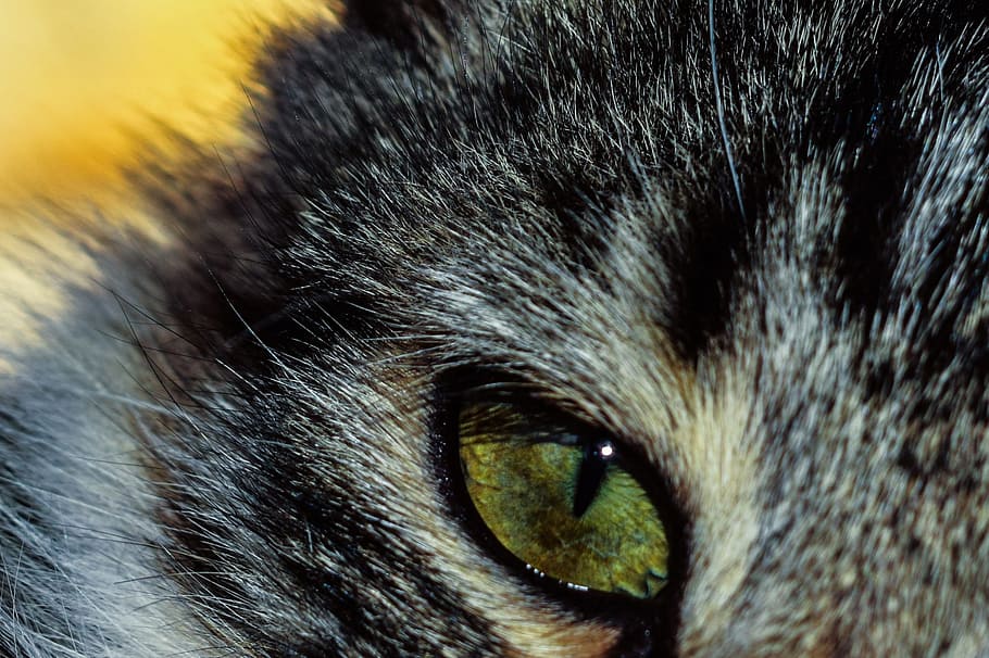 eye, cat, look, watching, animal, looking, animal themes, one animal HD wallpaper