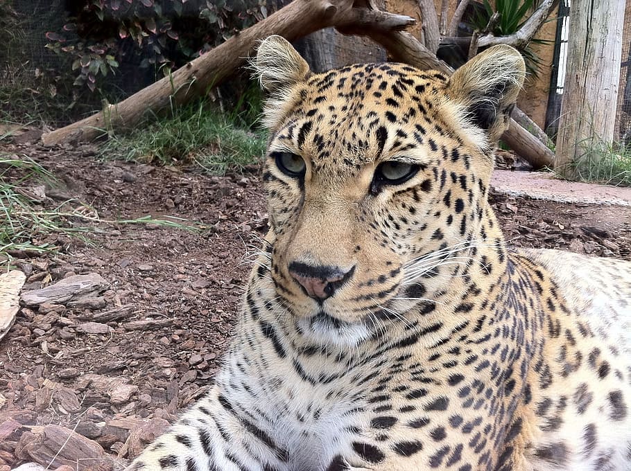 Leopard, Big Cats, Wildlife, Predator, hunter, feline, carnivore HD wallpaper