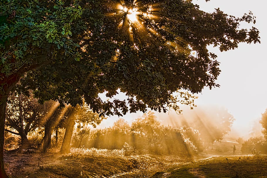 green leafed tree during daytime, sunlight, rays, landscape HD wallpaper