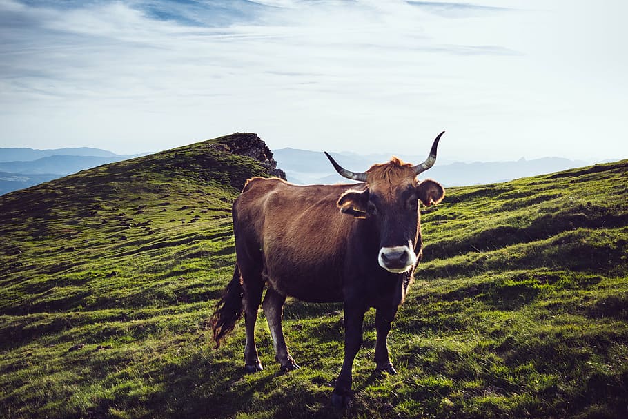 brown cow on top of hill during daytime, agricultural, livestock