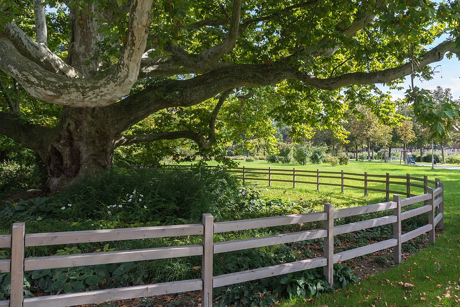 old tree, green, a rare tree, fence, circle, wooden pen, garden HD wallpaper