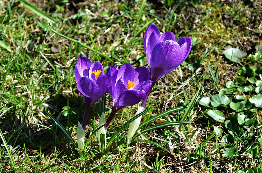 crocus, flowers, spring, blooming, nature, plant, meadow, beauty HD wallpaper