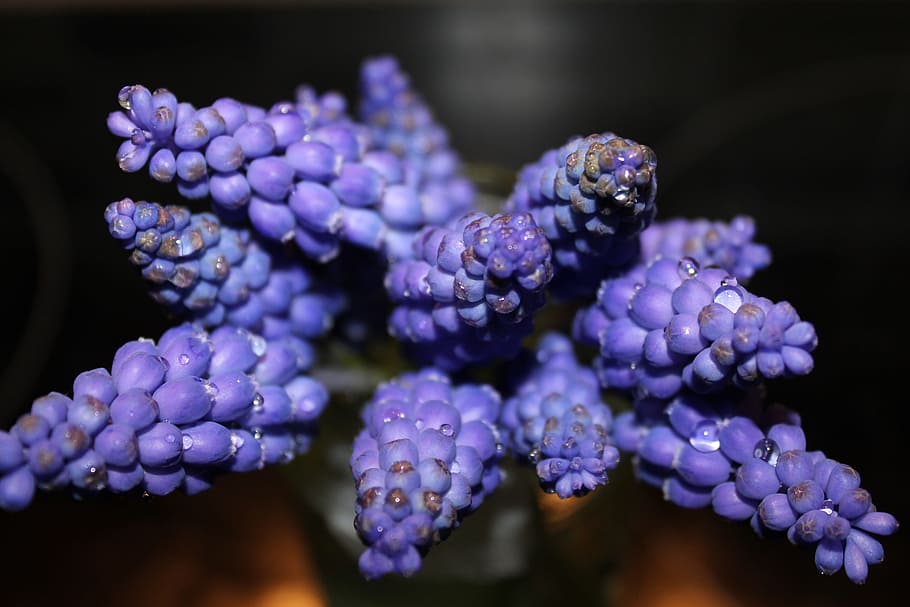 modry, flower, blue, nature, purple flowers, plant, close-up HD wallpaper
