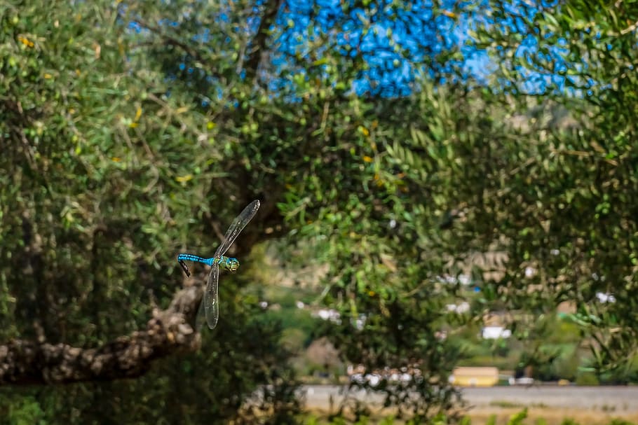 dragonfly, insect, tree, foliage, wing, nature, animal, wildlife HD wallpaper