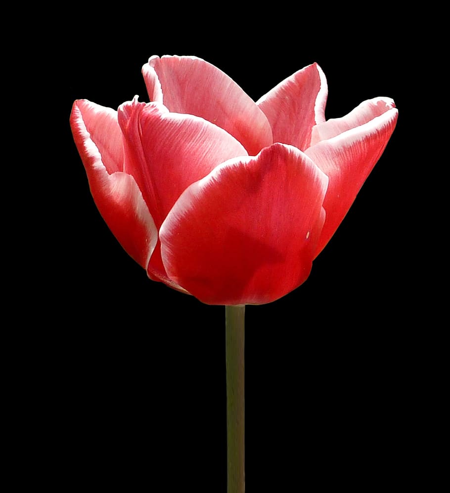 flower, tulip, pink, spring, flowering plant, freshness, studio shot HD wallpaper