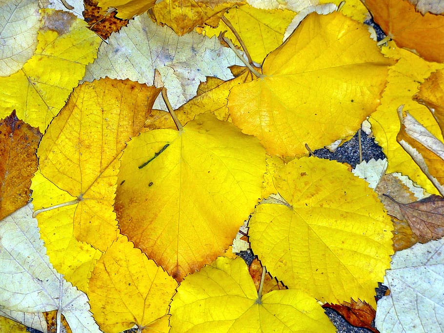 autumn, leaves, nature, fall, fall leaves, golden autumn, yellow HD wallpaper
