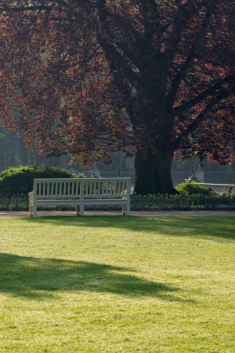 tree, bench, park, shadow, rest, relaxation, foliage, loneliness HD wallpaper