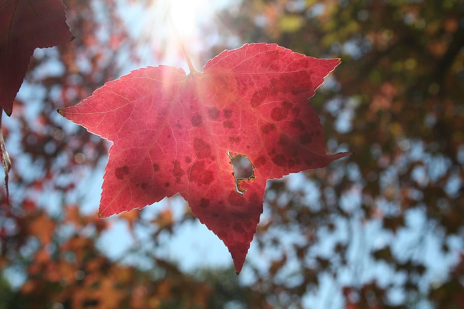 nature, autumn, leaf, red, tree, fall, season, foliage, fall leaves HD wallpaper