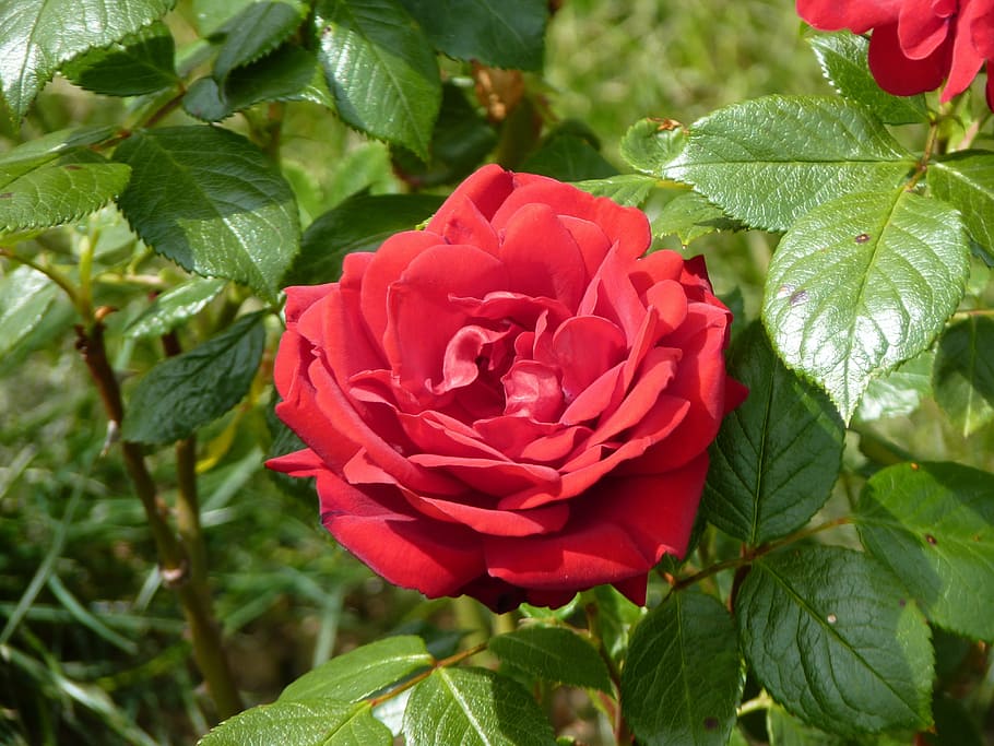 rose, red, flower, bloom, rose bloom, plant, spring, fragrance HD wallpaper