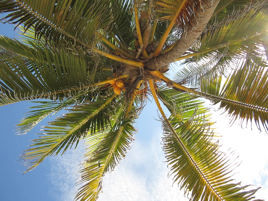 coconut, tree, sky, tropical, nature, palm, summer, vacation HD wallpaper
