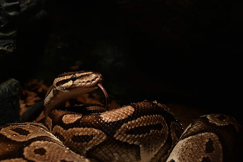 ball python, snakehead, yellow, snake tongue, constrictor, python regius HD wallpaper