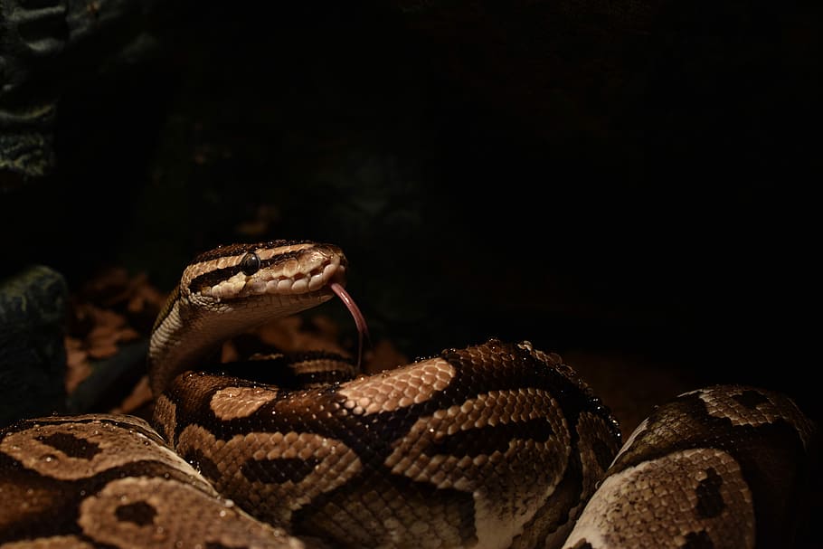 ball python, snakehead, yellow, snake tongue, constrictor, python regius, HD wallpaper