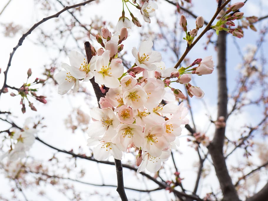 white, blossoms, trees, branches, leaves, nature, spring, flowering plant HD wallpaper